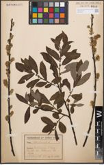 Foto von Salix cinerea L.